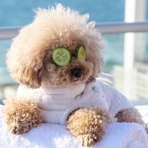 Pampered Puppy on Poshmark.